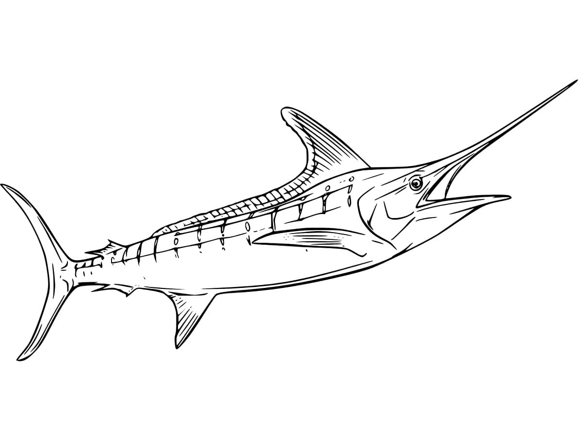 Desenho dePeixe Marlin Normal para colorir