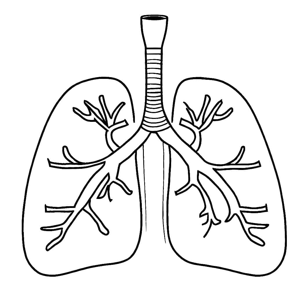 Desenho dePulmões 1 para colorir