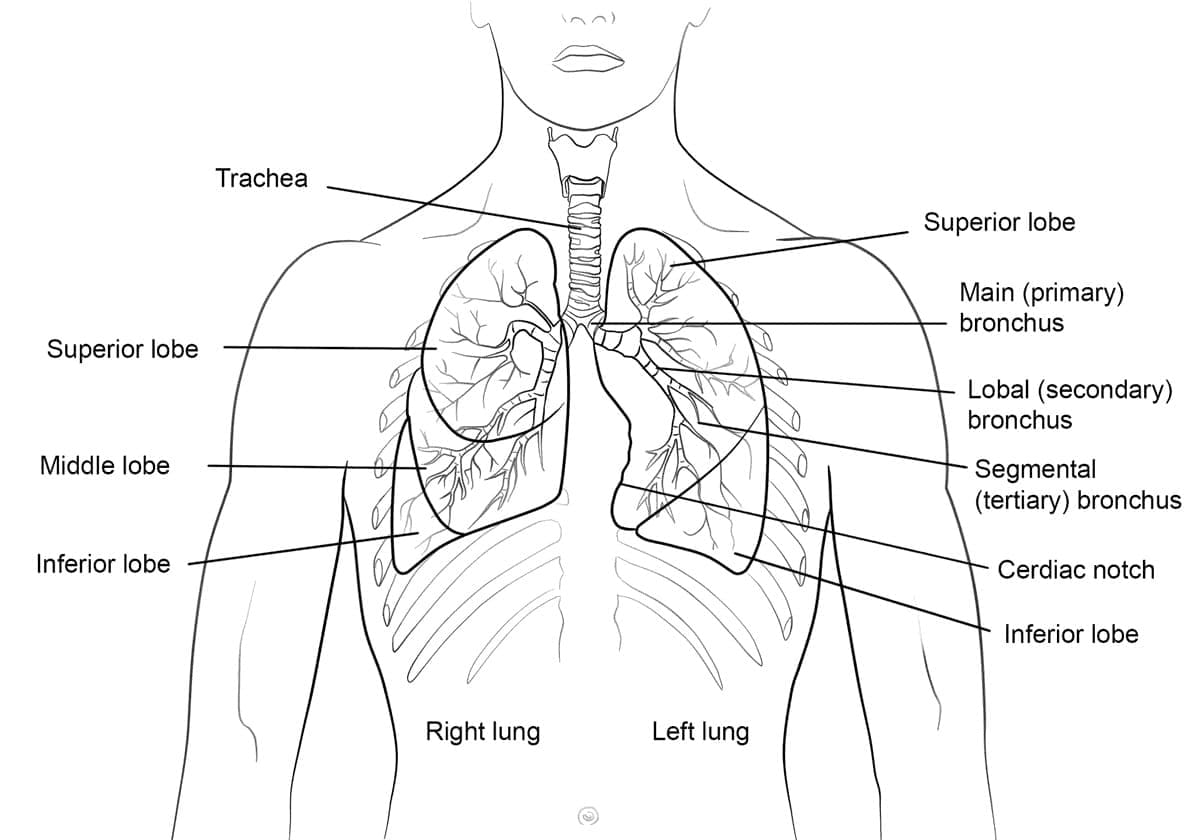 Desenho dePulmões 2 para colorir