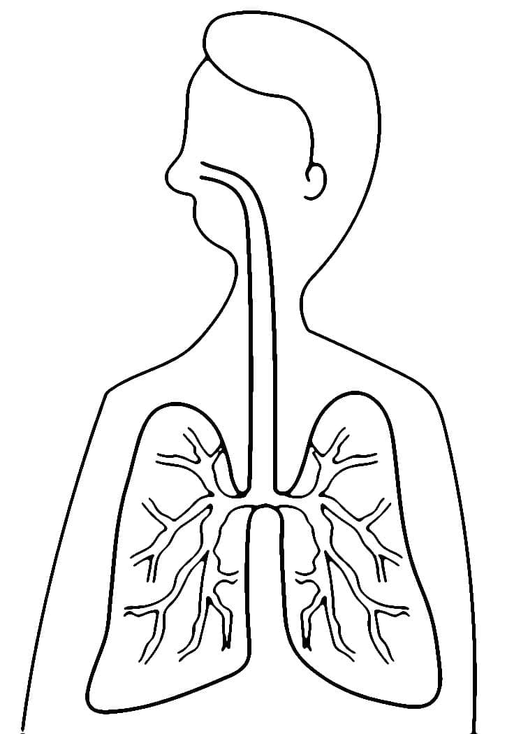 Desenho dePulmões 3 para colorir