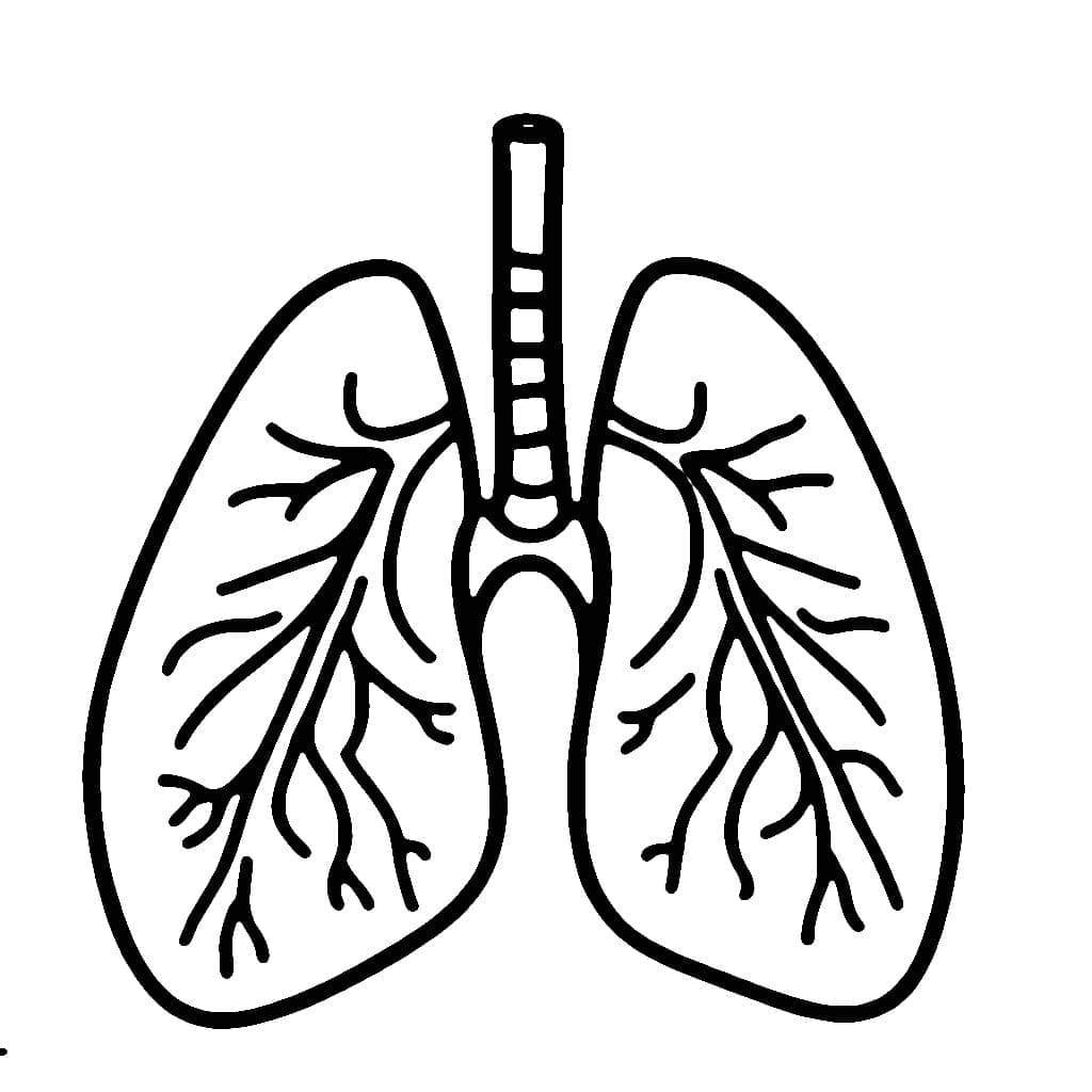 Desenhos de Pulmão (Órgão Humano) para colorir