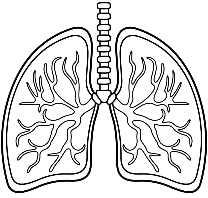 Desenho dePulmões Básicos para colorir