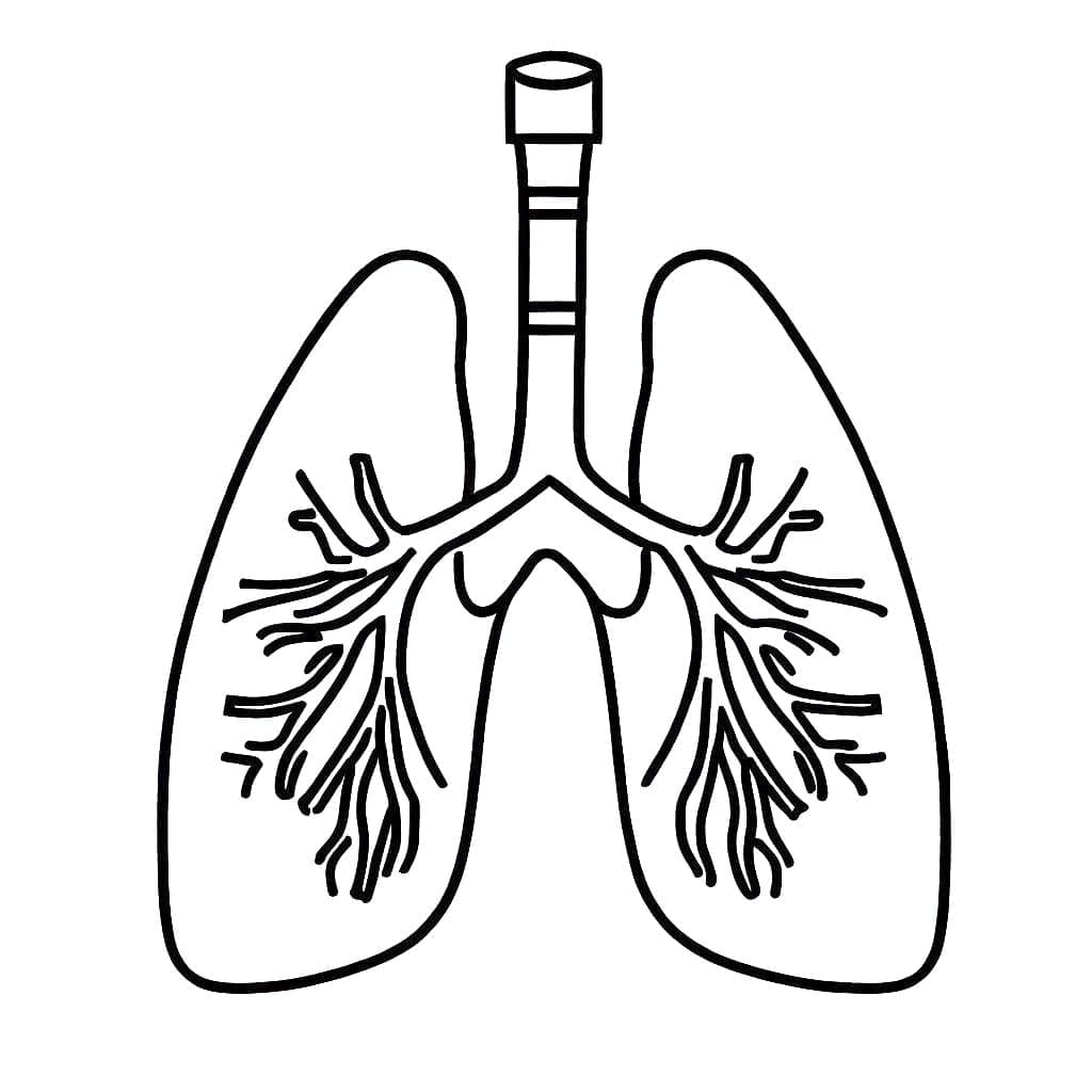 Desenho dePulmões Humanos Muito Fáceis para colorir