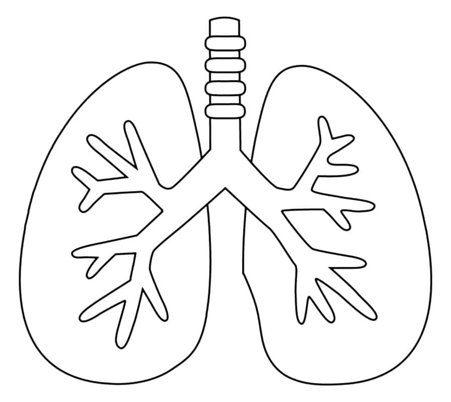 Desenho dePulmões Humanos Muito Simples para colorir