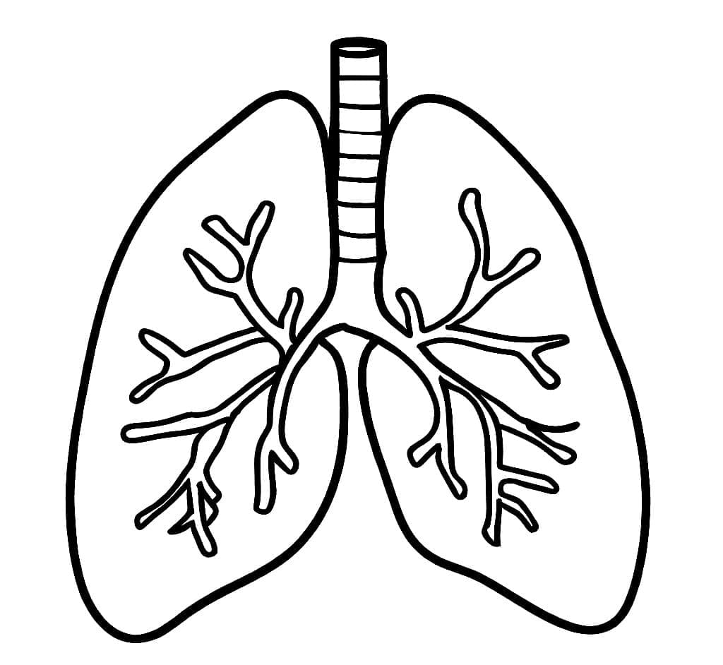Desenho dePulmões Humanos Simples para colorir