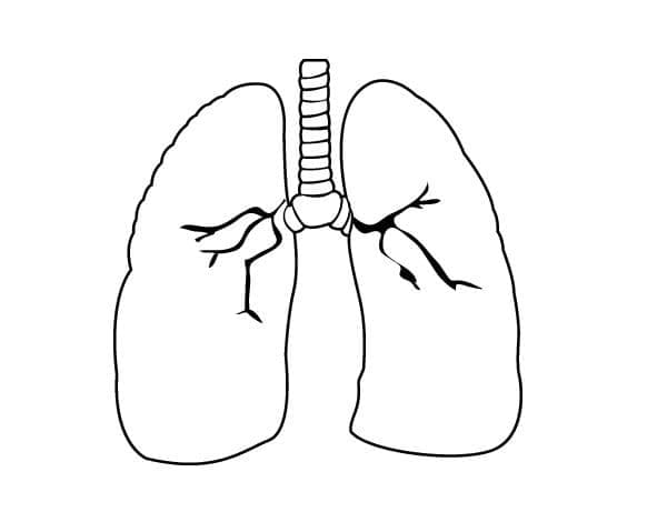 Desenho dePulmões Muito Simples para colorir