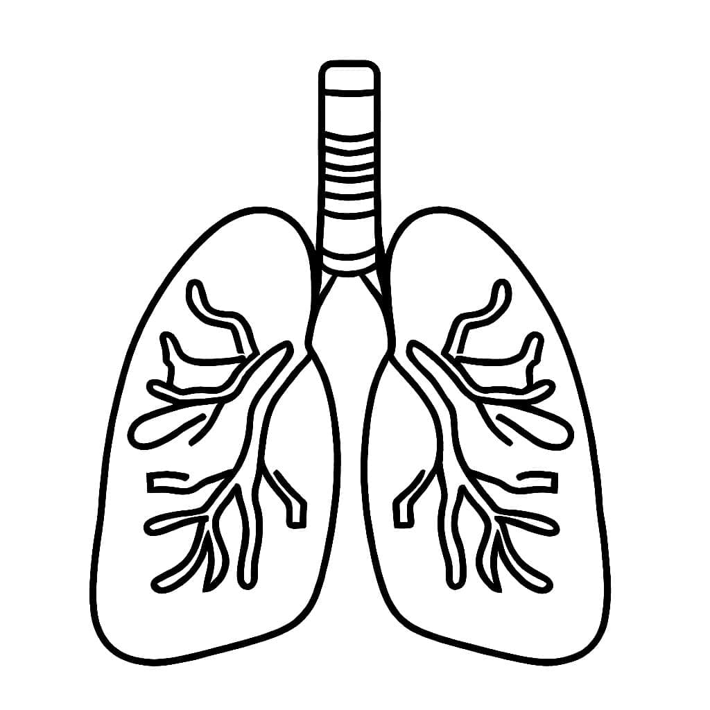 Desenho dePulmões Simples para colorir