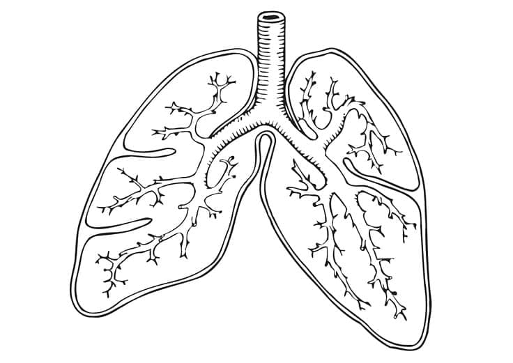 Desenho dePulmões para colorir