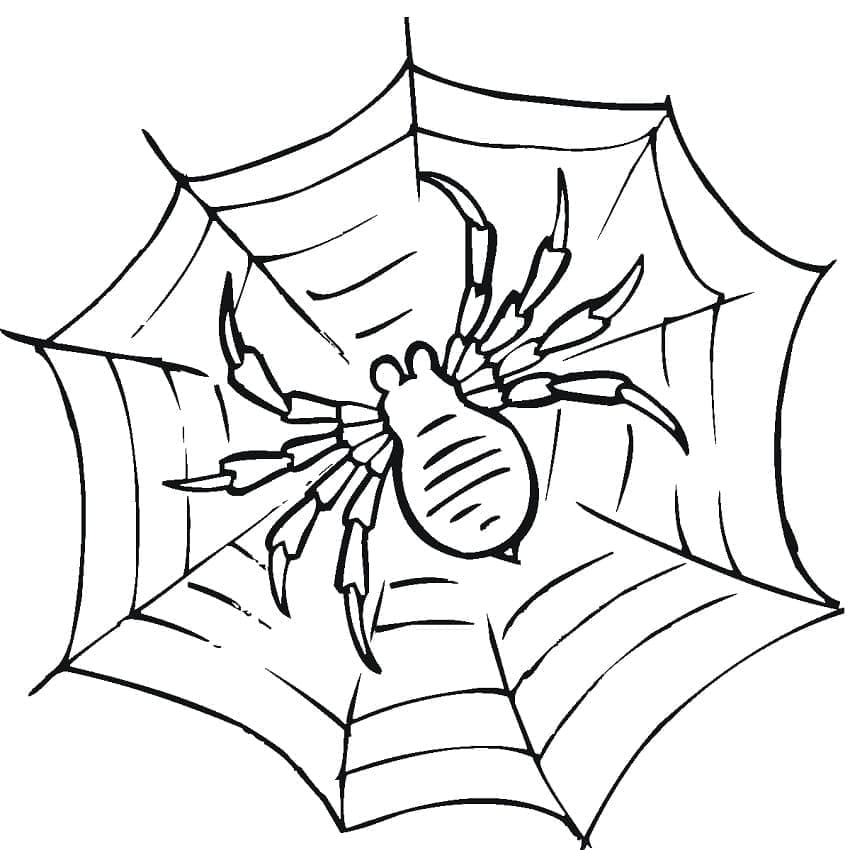 Desenho deTeia de Aranha 4 para colorir