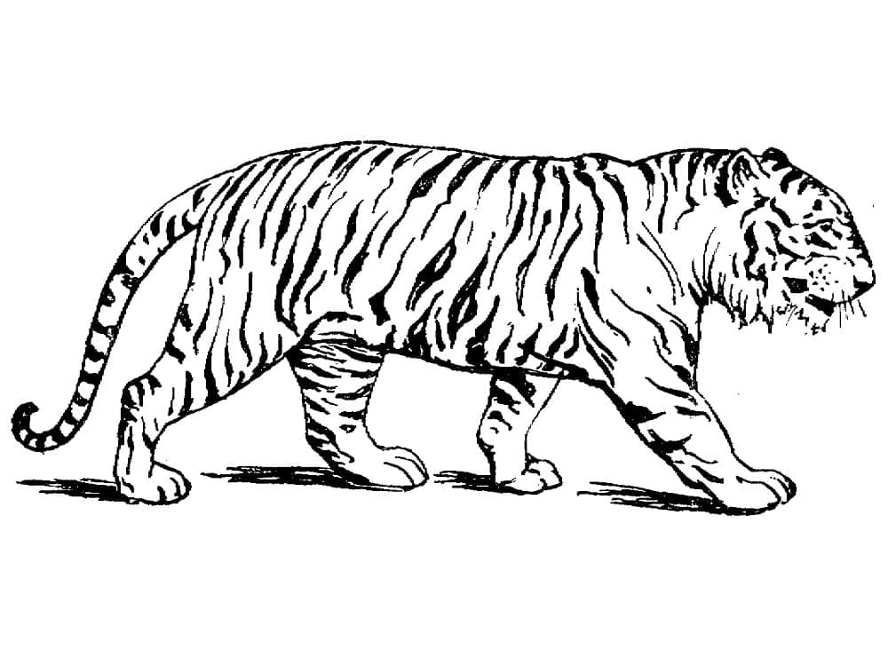 Desenho de Tigre Ambulante para colorir