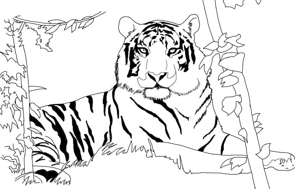 Desenho deTigre Normal para colorir