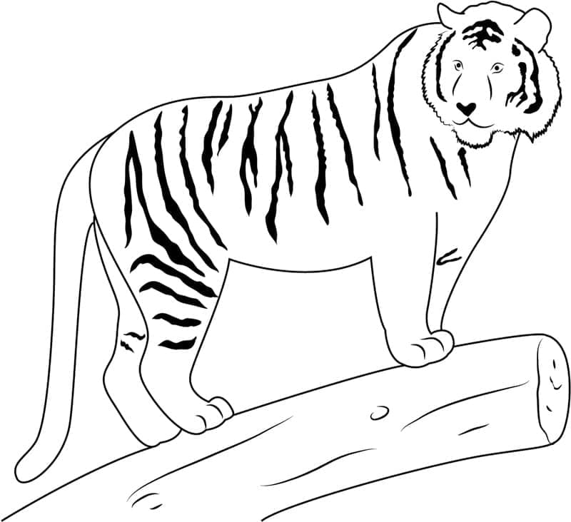 Desenho de Tigre Simples para colorir