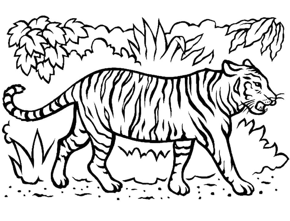 Desenho de Tigre na Selva para colorir