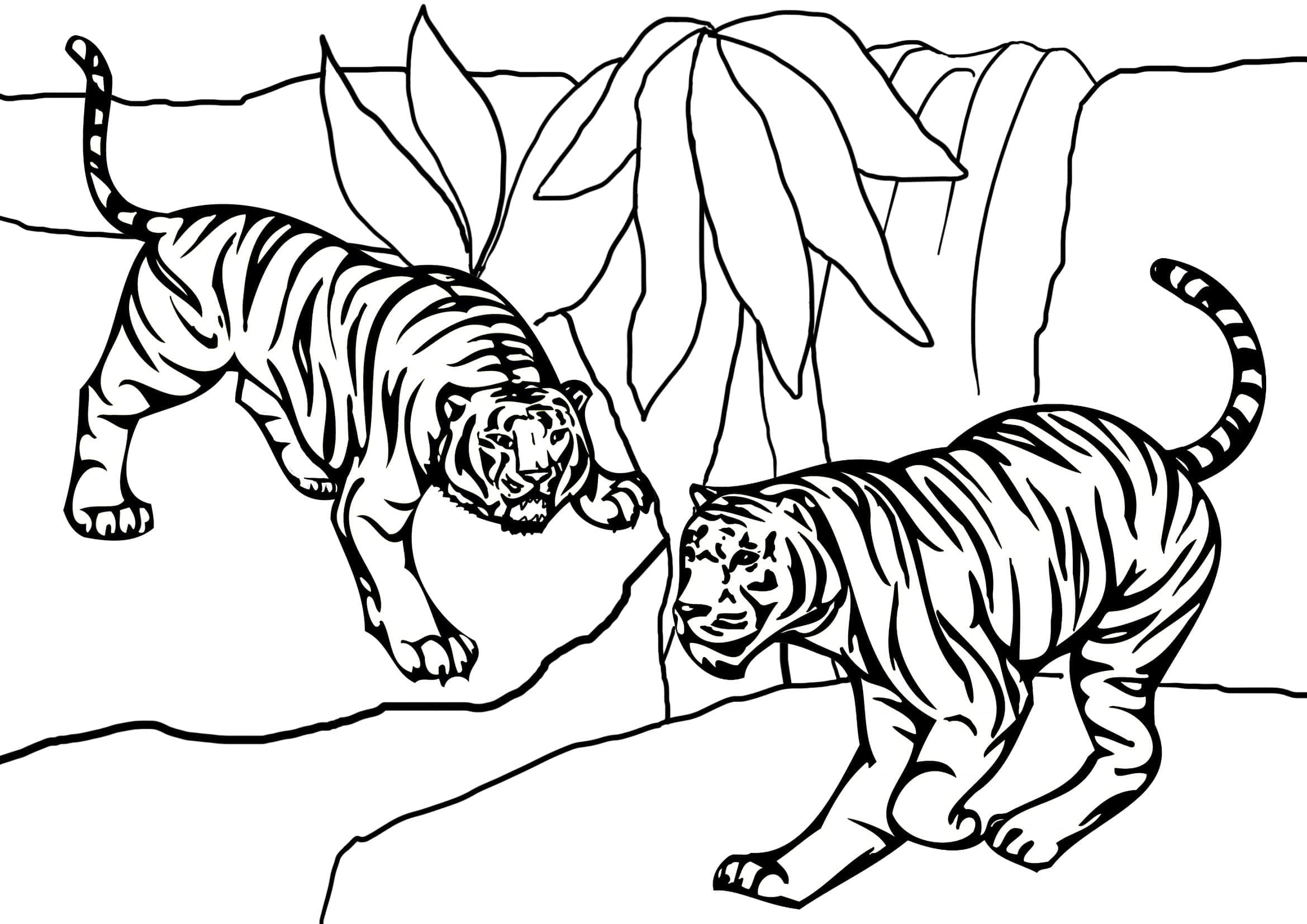 Desenho deTigres para colorir