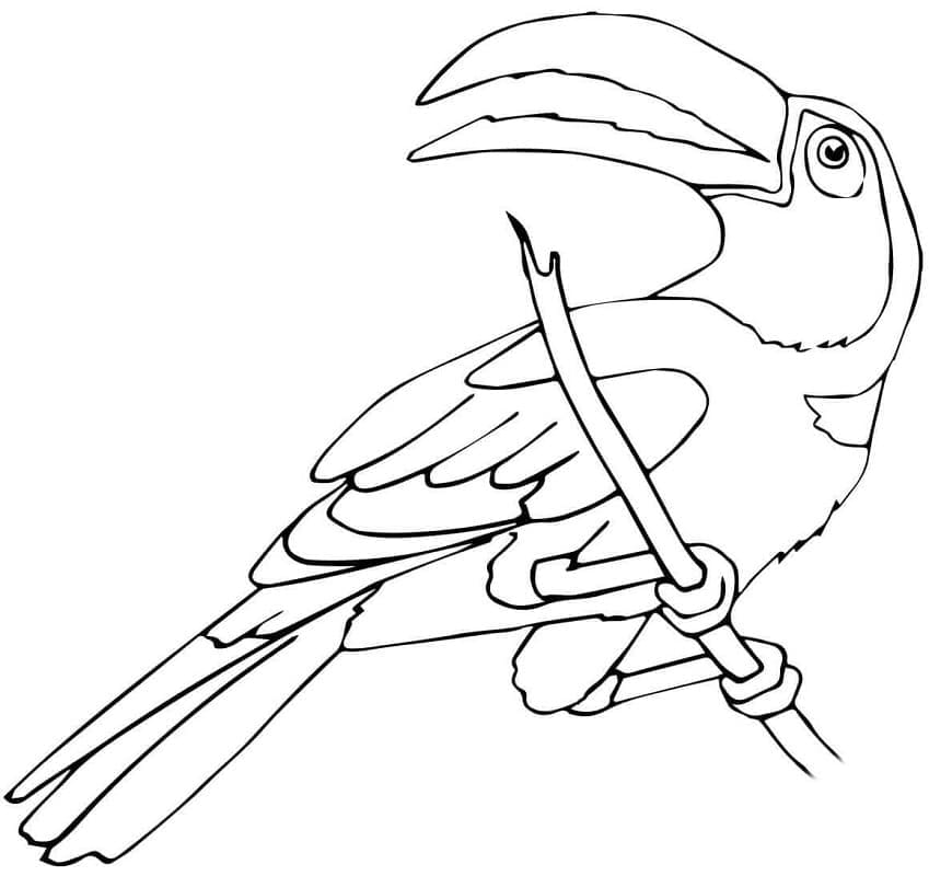 Desenho deTucano Empoleirado para colorir