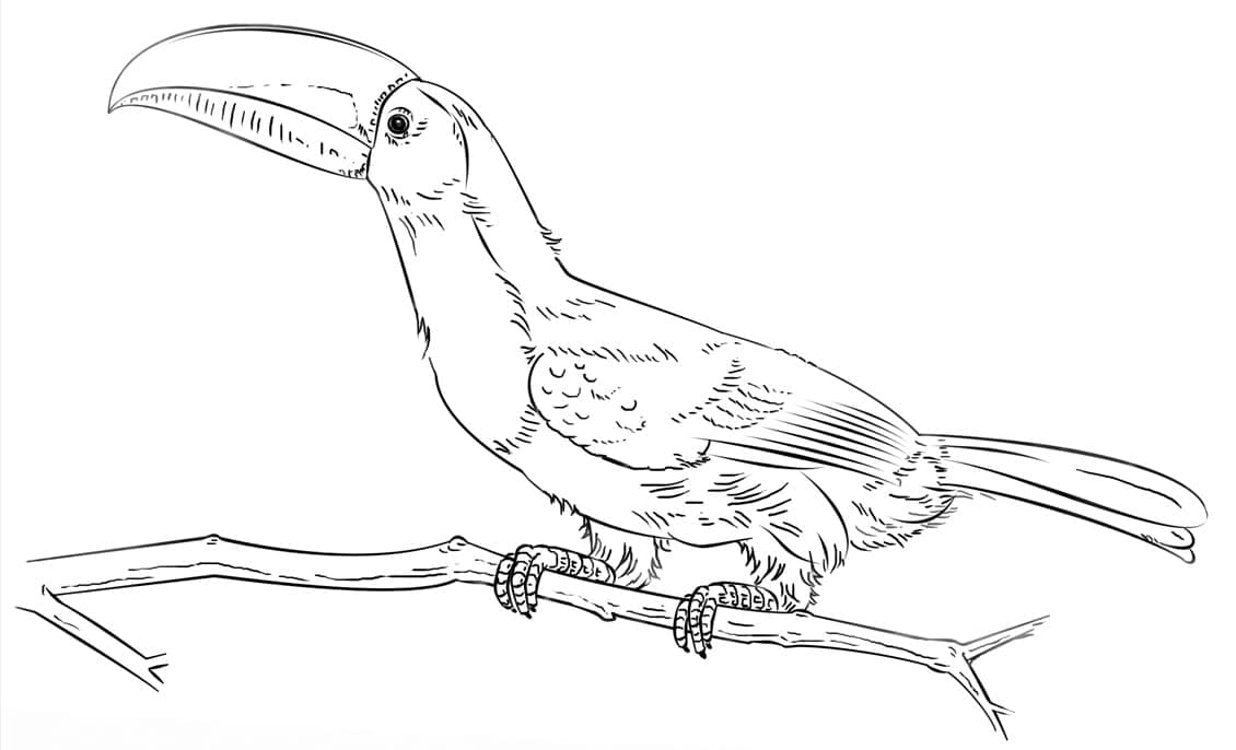 Desenho de Um Pássaro Tucano em um Galho para colorir