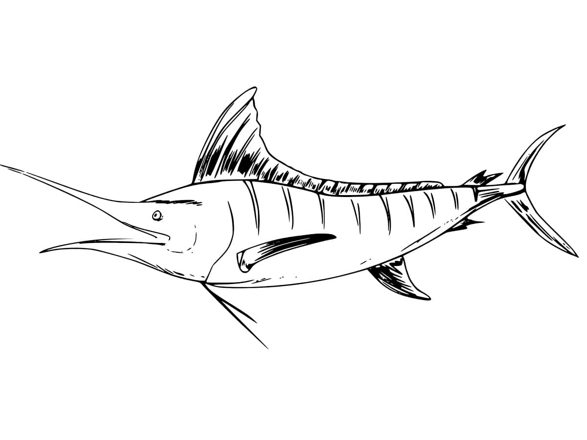 Desenho deUm Peixe Marlin para colorir