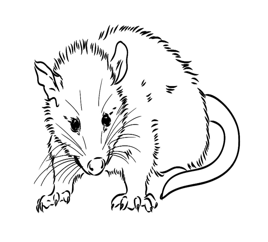 Desenho deUm Rato para colorir