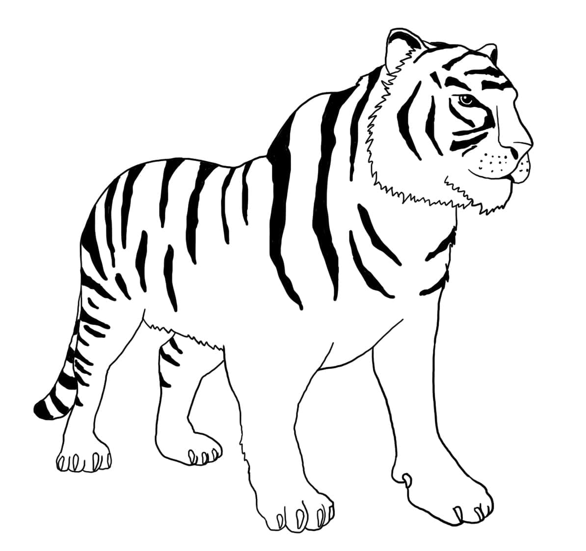 Desenho deUm Tigre Fácil para colorir