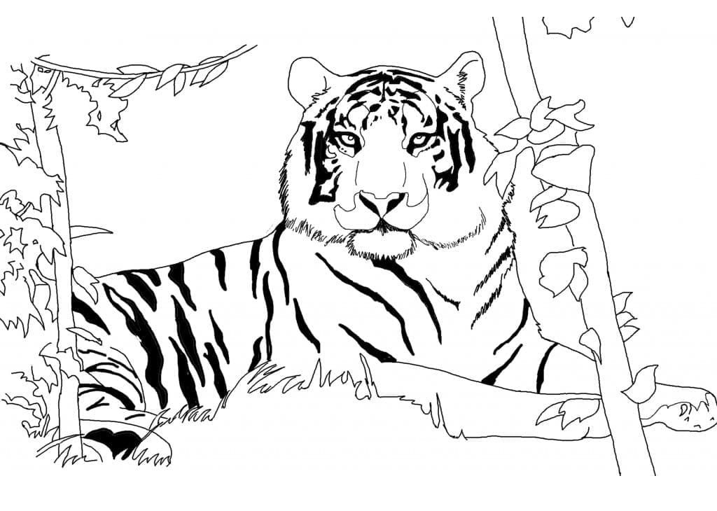 Desenho de Um Tigre Normal para colorir