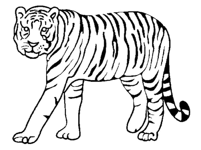 Desenho de Um Tigre Selvagem para colorir