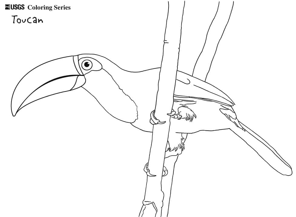 Desenho de Um Tucano em um Galho para colorir