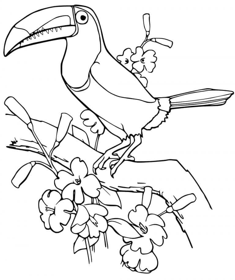 Desenho deUm Tucano na árvore para colorir