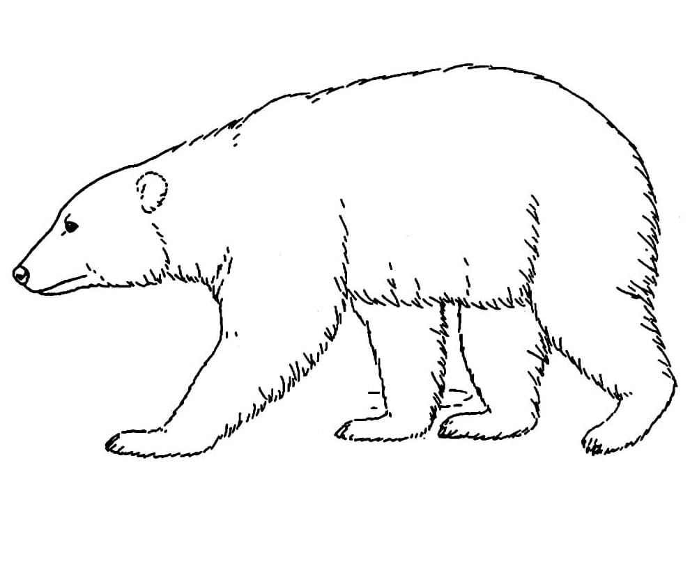 Desenho deUm Urso Normal para colorir