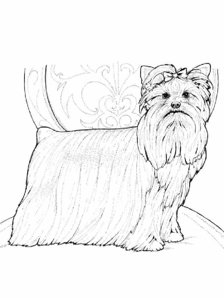 Desenho deUm Yorkshire Terrier para colorir