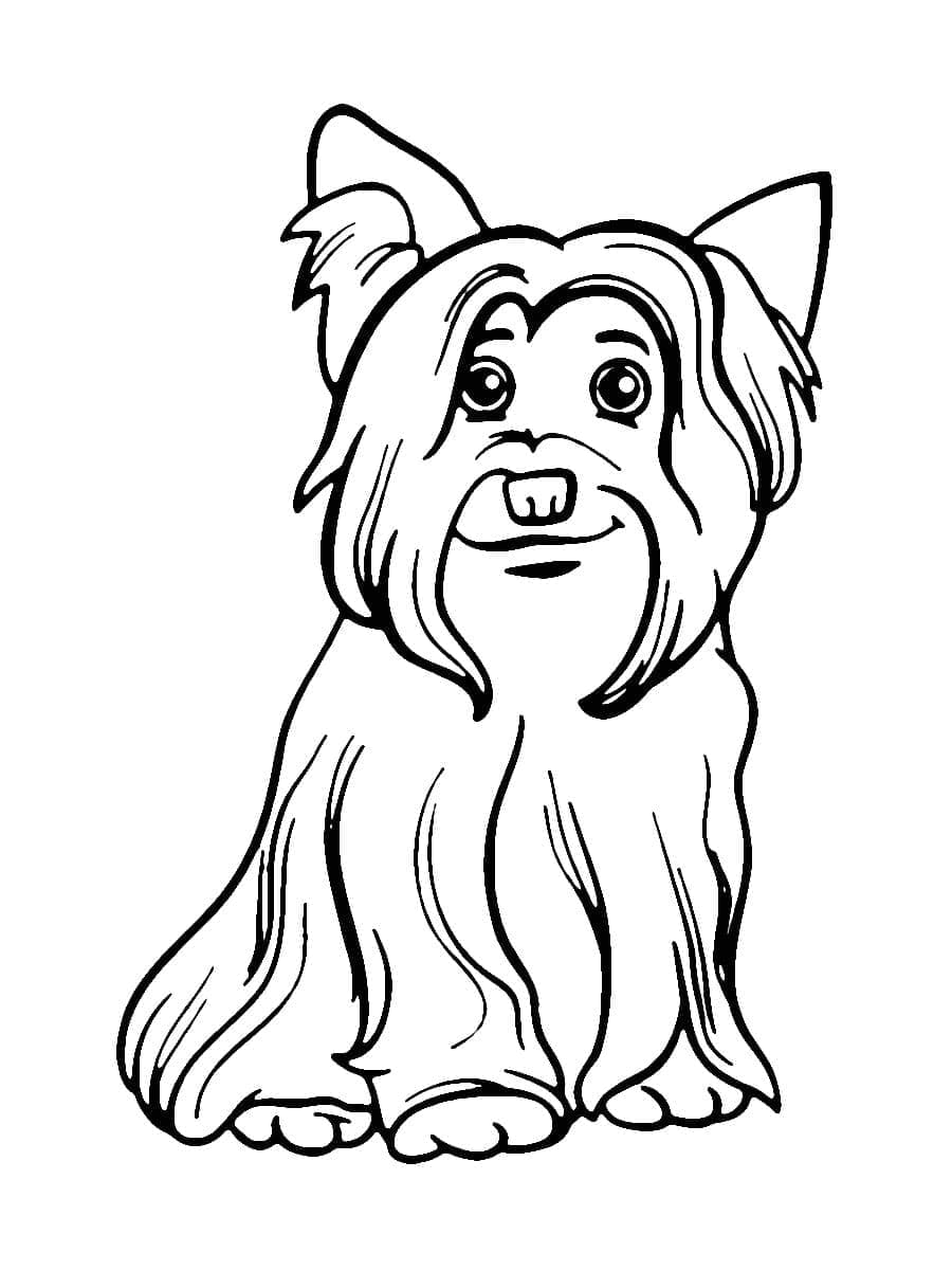 Desenho deYorkshire Terrier Animado para colorir