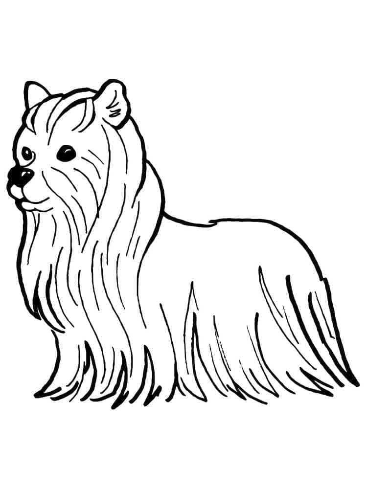 Desenho deYorkshire Terrier Para Crianças de 2 Ano para colorir