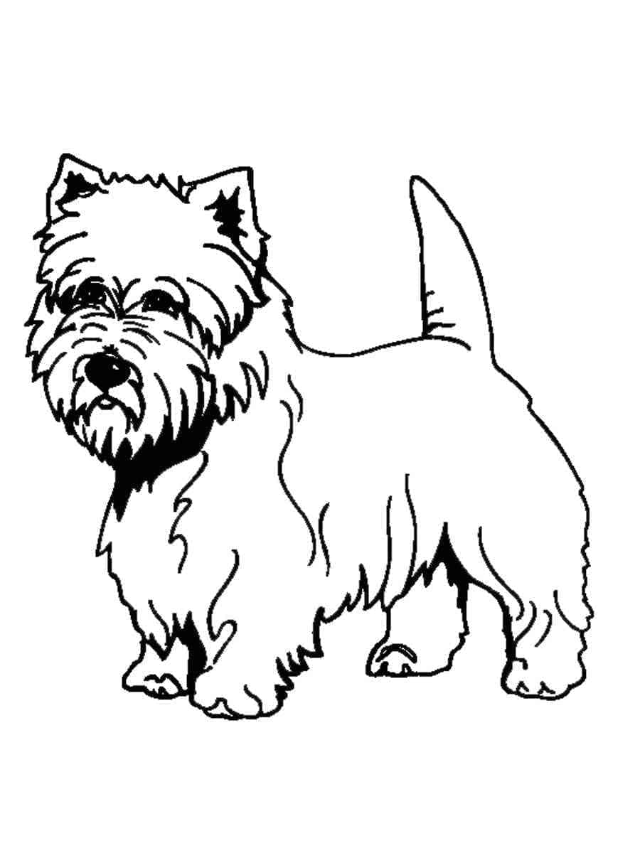 Desenho deYorkshire Terrier Para Crianças de 3 Ano para colorir