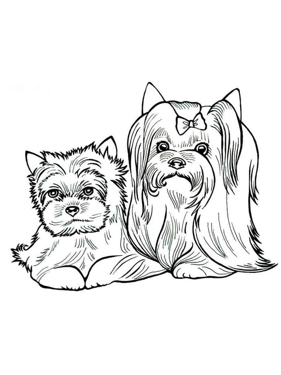 Desenho deYorkshire Terrier Para Crianças de 4 Ano para colorir