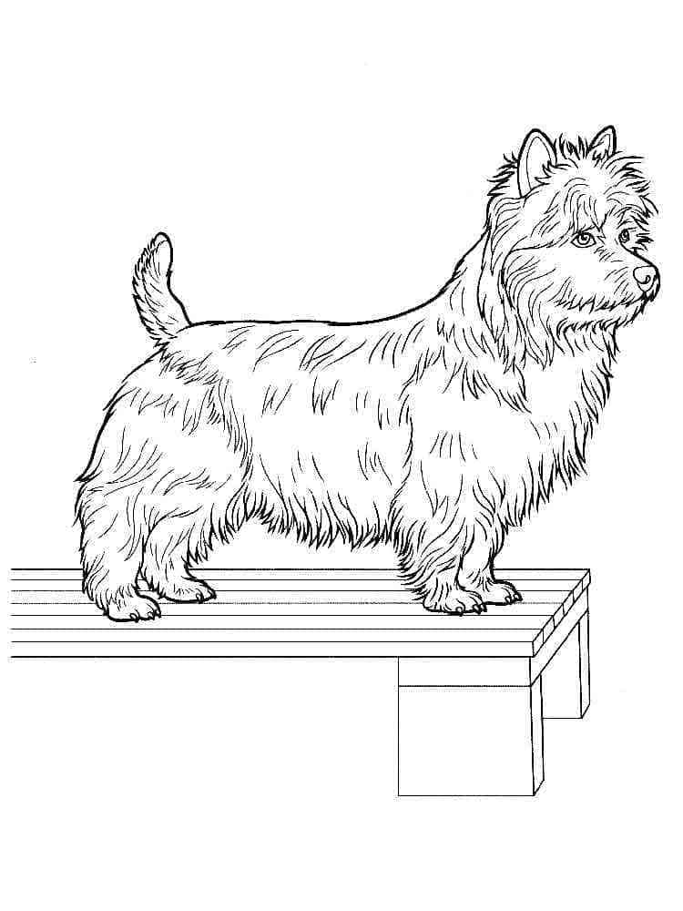 Desenho deYorkshire Terrier Para Crianças de 5 Ano para colorir