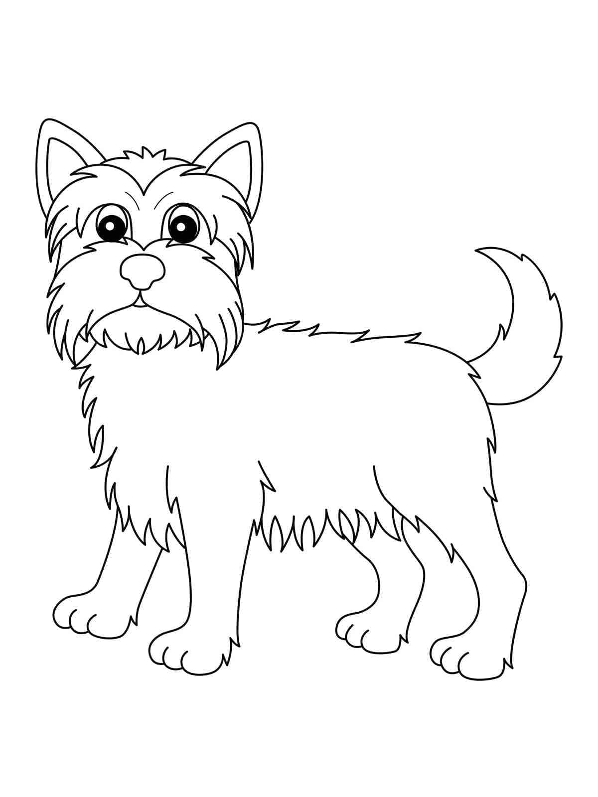 Desenho deYorkshire Terrier Simples para colorir