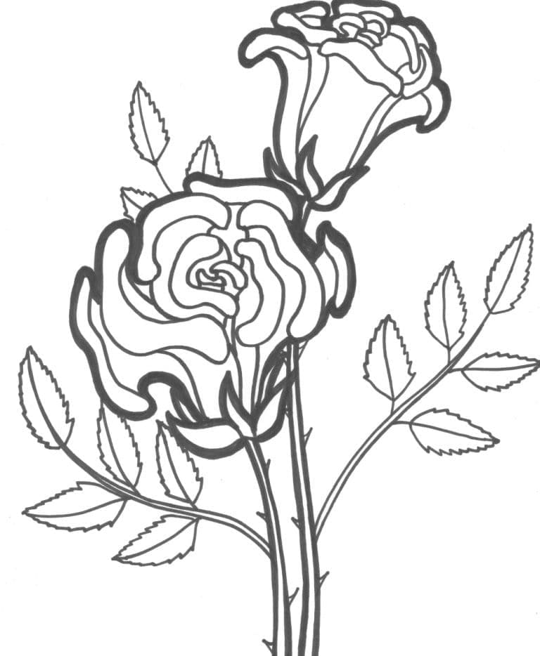 Desenho de Duas Lindas Rosas para colorir