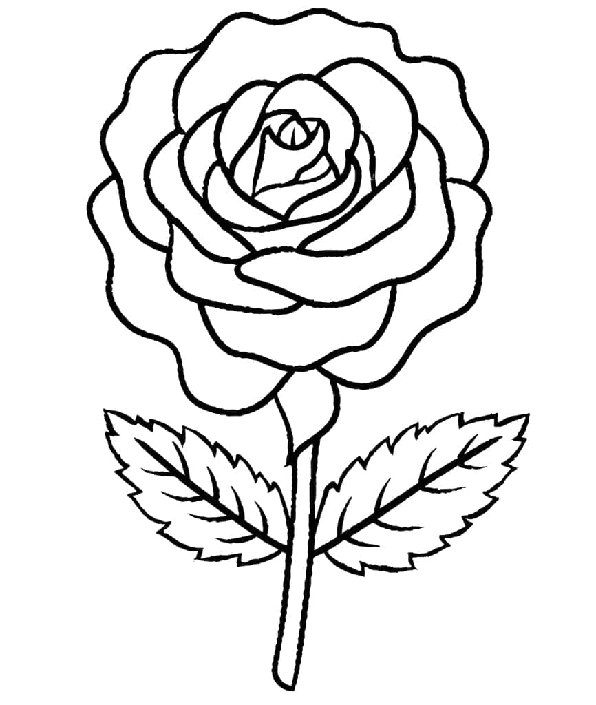 Desenho de Rosa Simples para colorir