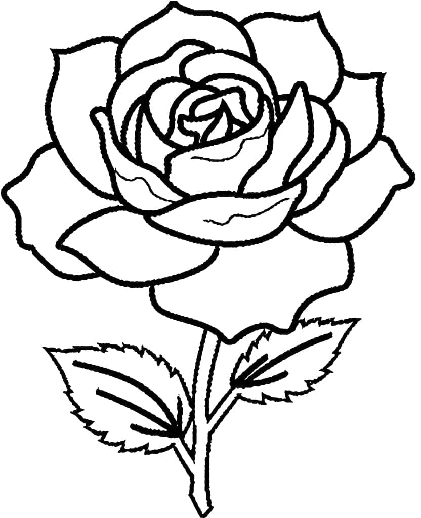 Desenho deUma Bela Rosa para colorir