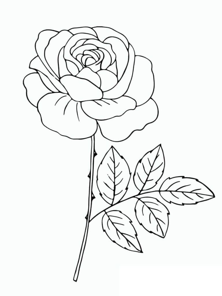 Desenho de Uma Rosa Muito Linda para colorir