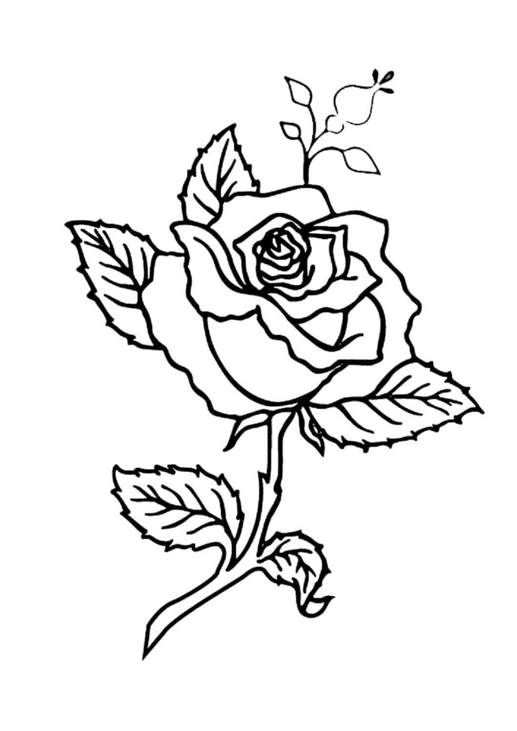 Desenho de Uma Rosa para colorir