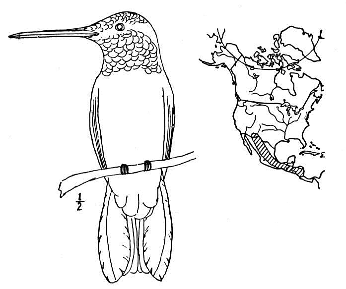 Desenho deAdorável Beija-Flor para colorir