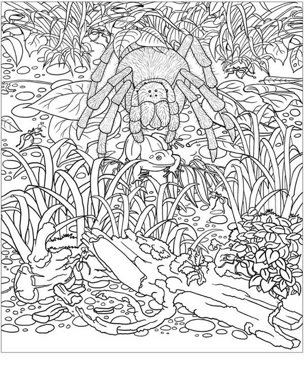 Desenhos de Floresta Amazônica para colorir