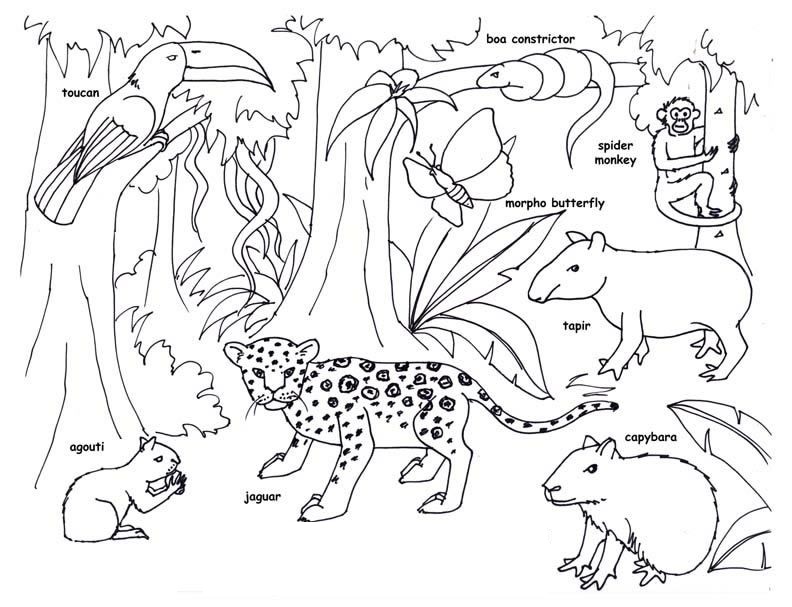 Desenho deAnimais da Amazônia 3 para colorir