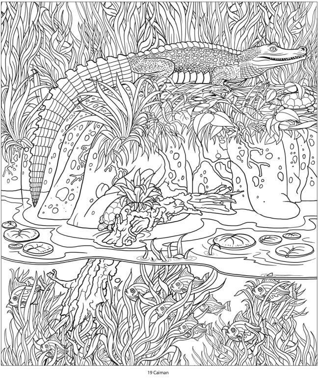 Desenho deAnimais da Amazônia 5 para colorir