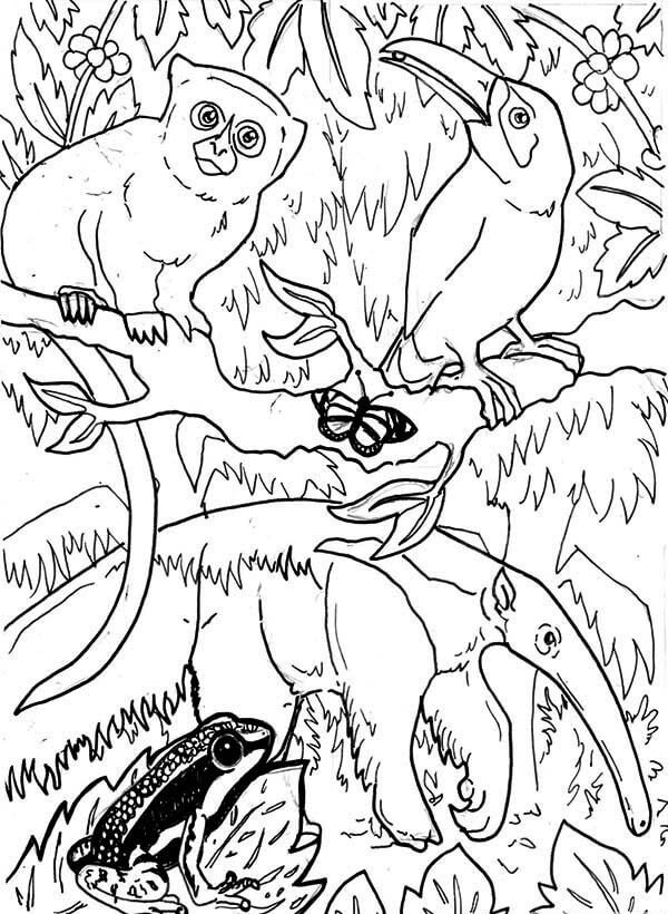 Desenho deAnimais da Amazônia 6 para colorir