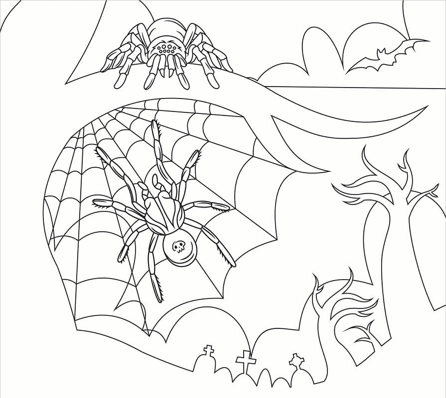 Desenho de Aranha 1 para colorir