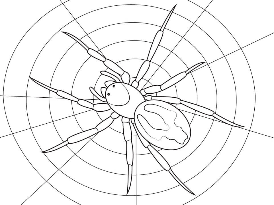 Desenho de Aranha 13 para colorir