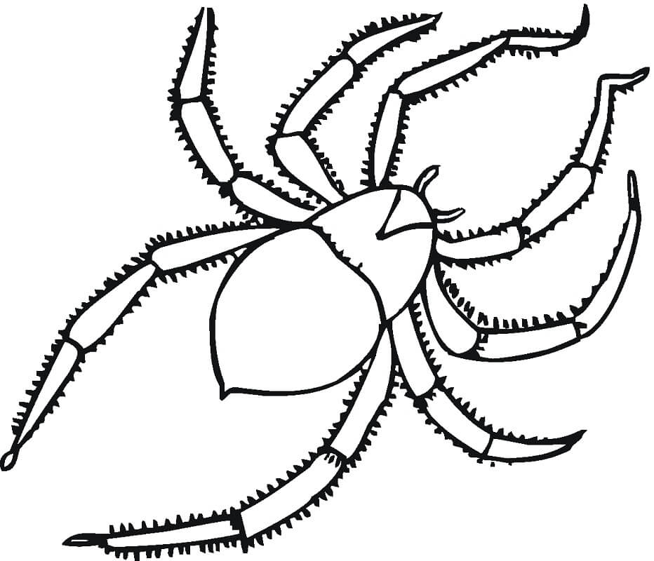 Desenho de Aranha 14 para colorir