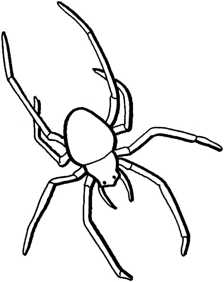 Desenhos de Aranha para colorir