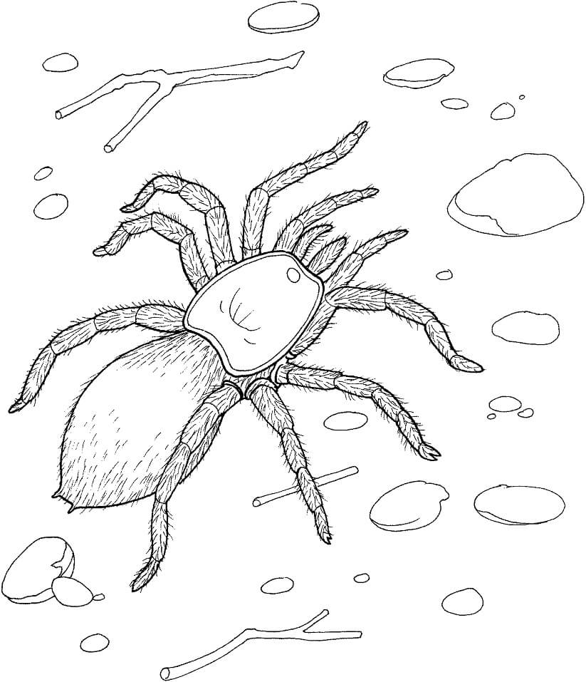 Desenho de Aranha 16 para colorir